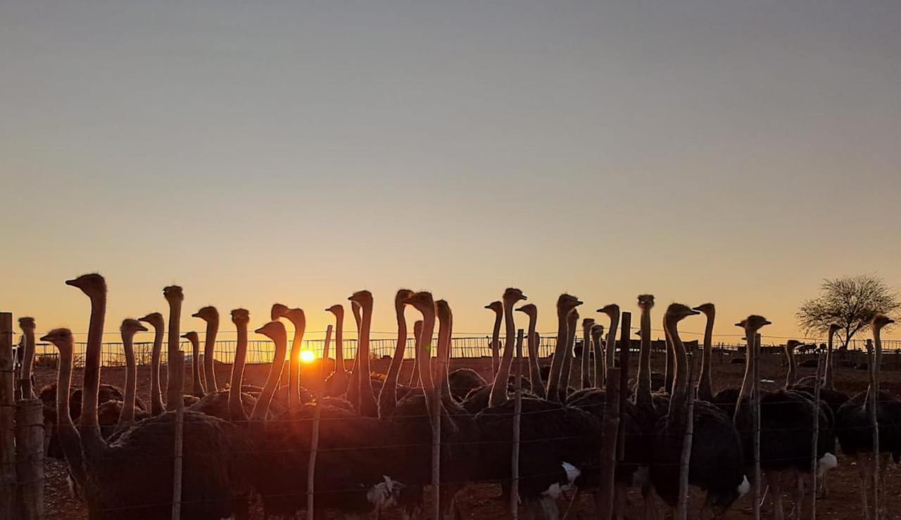 Pureplaas Self Catering Volmoed Oudtshoorn Klein Karoo Appartement Buitenkant foto