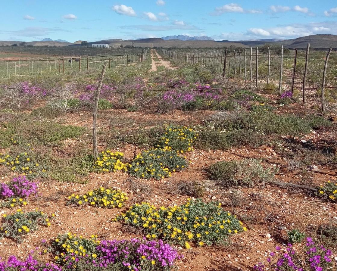 Pureplaas Self Catering Volmoed Oudtshoorn Klein Karoo Appartement Buitenkant foto
