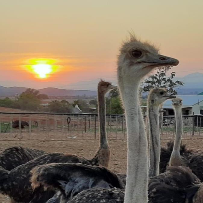 Pureplaas Self Catering Volmoed Oudtshoorn Klein Karoo Appartement Buitenkant foto