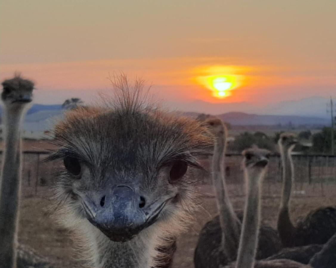Pureplaas Self Catering Volmoed Oudtshoorn Klein Karoo Appartement Buitenkant foto